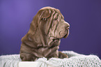 Shar Pei Welpe