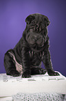 Shar Pei Welpe