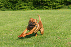 rennender Shar Pei