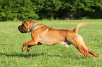 rennender Shar Pei