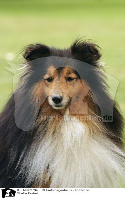 Sheltie Portrait / Sheltie Portrait / RR-02734