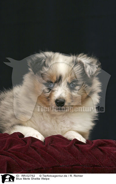 Blue Merle Sheltie Welpe / Sheltie Puppy / RR-02762