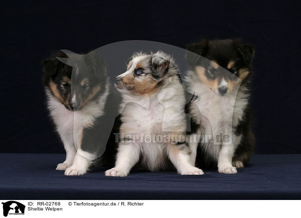 Sheltie Welpen / Shetland Sheepdog puppies / RR-02768
