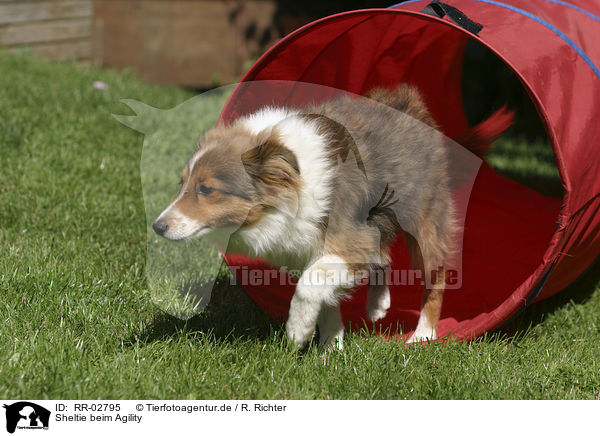 Sheltie beim Agility / Sheltie Agility / RR-02795