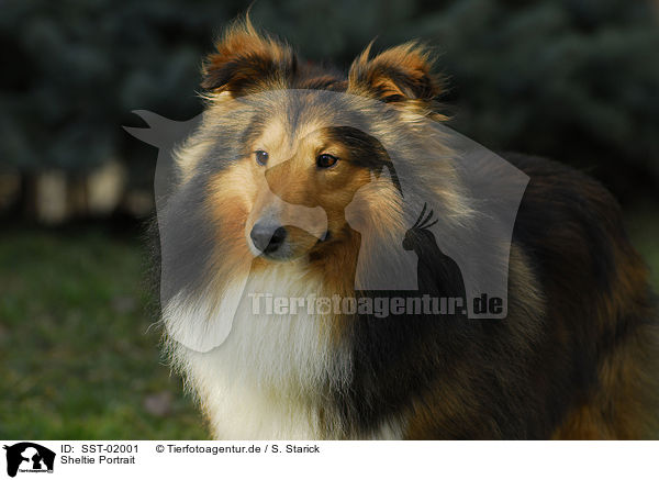 Sheltie Portrait / Sheltie Portrait / SST-02001