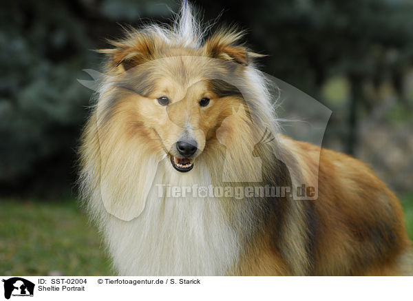 Sheltie Portrait / Sheltie Portrait / SST-02004