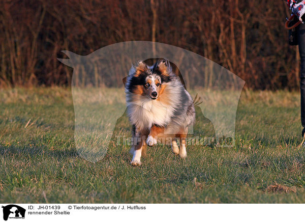 rennender Sheltie / running Shetland Sheepdog / JH-01439