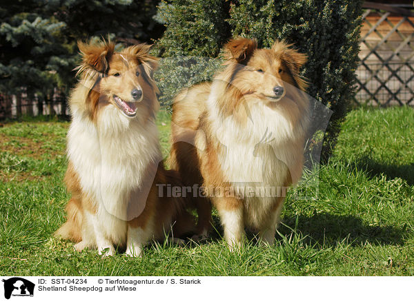 Shetland Sheepdog auf Wiese / Shetland Sheepdog on meadow / SST-04234