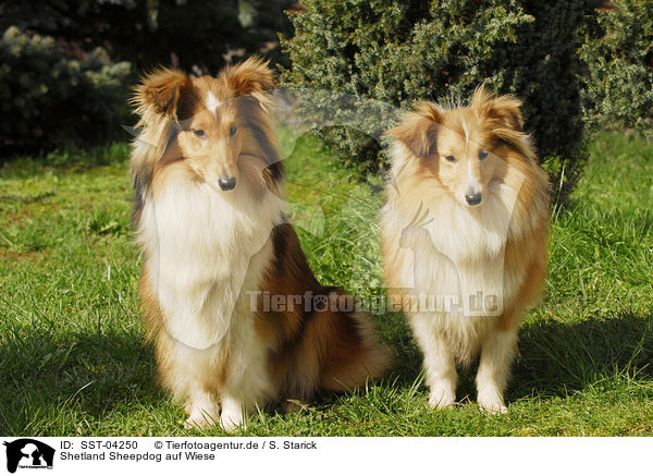 Shetland Sheepdog auf Wiese / Shetland Sheepdog on meadow / SST-04250