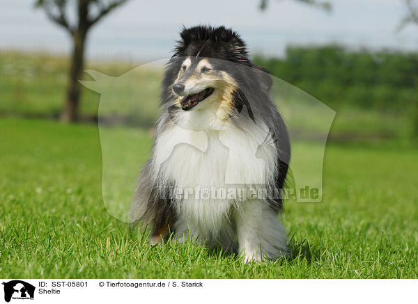 Sheltie / Shetland Sheepdog / SST-05801