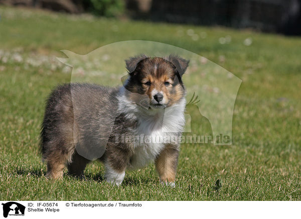 Sheltie Welpe / Shetland Sheepdog Puppy / IF-05674