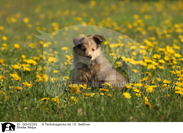 Sheltie Welpe / Shetland Sheepdog Puppy / DG-02322