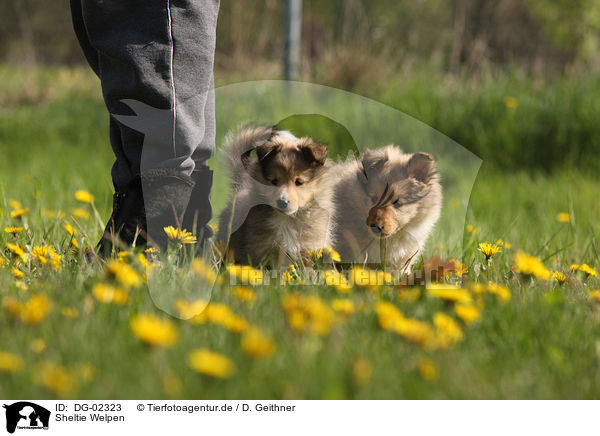 Sheltie Welpen / Shetland Sheepdog Puppies / DG-02323
