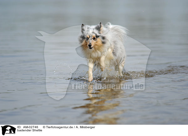 badender Sheltie / bathing Shetland Sheepdog / AM-02746