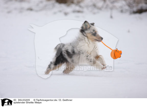 spielender Sheltie Welpe / playing Shetland Sheepdog Puppy / DG-03205