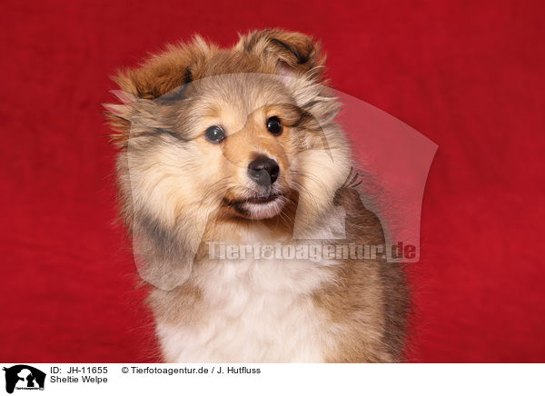 Sheltie Welpe / Shetland Sheepdog Puppy / JH-11655