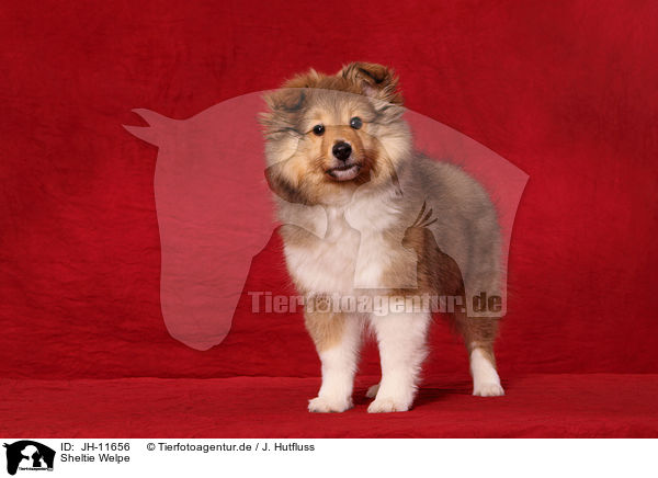 Sheltie Welpe / Shetland Sheepdog Puppy / JH-11656