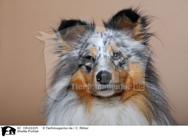Sheltie Portrait / Shetland Sheepdog Portrait / CR-02225