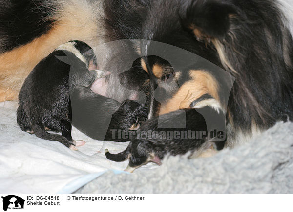 Sheltie Geburt / Shetland Sheepdog birth / DG-04518