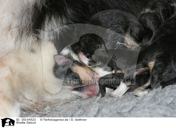 Sheltie Geburt / Shetland Sheepdog birth / DG-04523