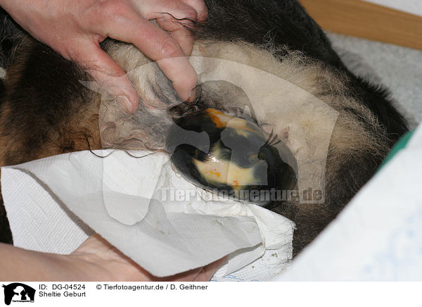 Sheltie Geburt DG04524 Sheltie Hunde Tierfotoagentur
