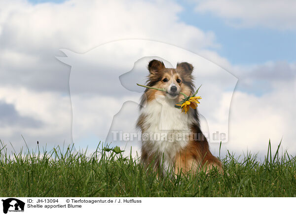 Sheltie apportiert Blume / Shetland Sheepdog retrieves flower / JH-13094