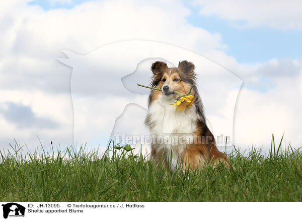 Sheltie apportiert Blume / Shetland Sheepdog retrieves flower / JH-13095
