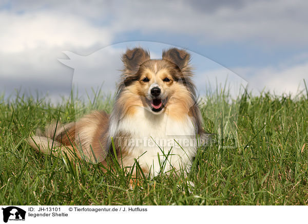 liegender Sheltie / lying Shetland Sheepdog / JH-13101