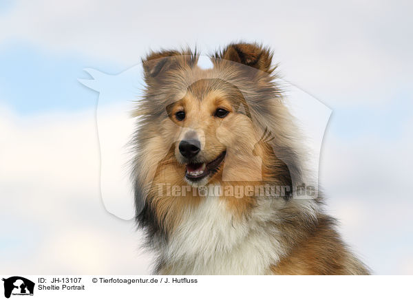 Sheltie Portrait / Shetland Sheepdog Portrait / JH-13107