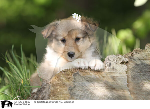 Sheltie Welpe / Shetland Sheepdog Puppy / DG-04657