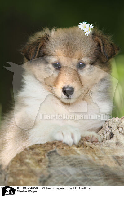 Sheltie Welpe / Shetland Sheepdog Puppy / DG-04658