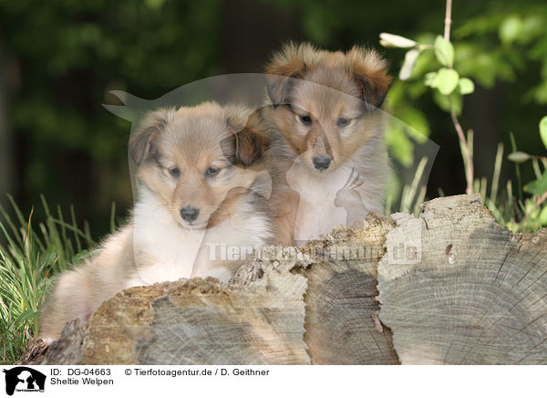 Sheltie Welpen / Shetland Sheepdog Puppies / DG-04663