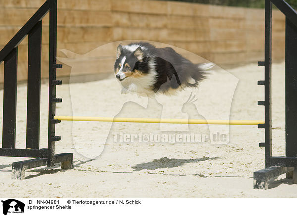 springender Sheltie / jumping Shetland Sheepdog / NN-04981