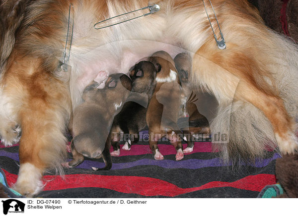 Sheltie Welpen / Shetland Sheepdog puppies / DG-07490