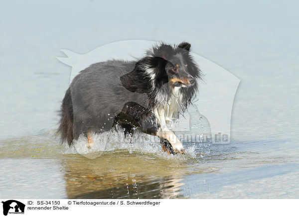 rennender Sheltie / running Shetland Sheepdog / SS-34150