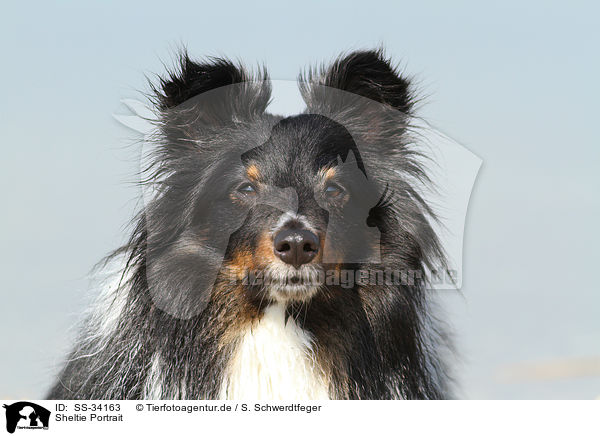 Sheltie Portrait / Shetland Sheepdog Portrait / SS-34163