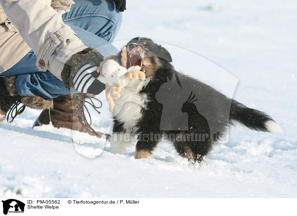 Sheltie Welpe / Shetland Sheepdog Puppy / PM-05562