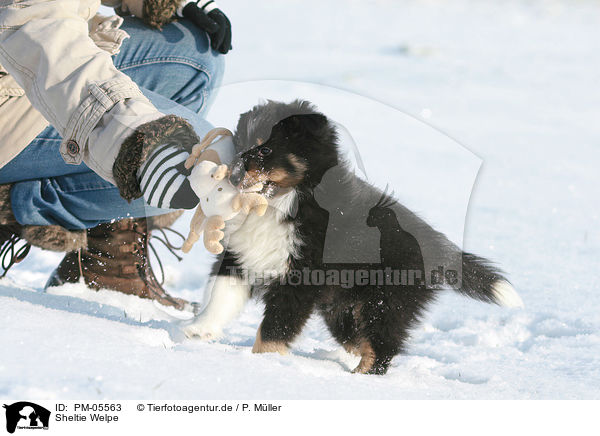 Sheltie Welpe / Shetland Sheepdog Puppy / PM-05563