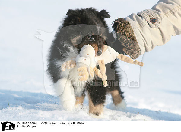 Sheltie Welpe / Shetland Sheepdog Puppy / PM-05564