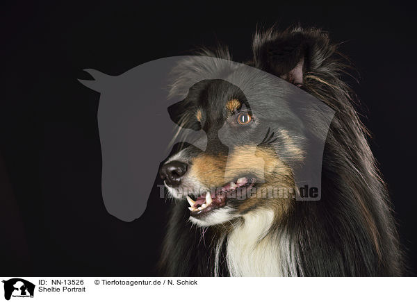 Sheltie Portrait / Shetland Sheepdog Portrait / NN-13526