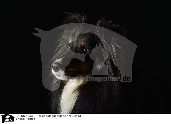 Sheltie Portrait / Shetland Sheepdog Portrait / NN-13530