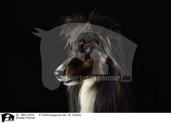 Sheltie Portrait / Shetland Sheepdog Portrait / NN-13534