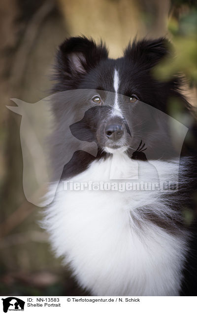 Sheltie Portrait / Shetland Sheepdog Portrait / NN-13583