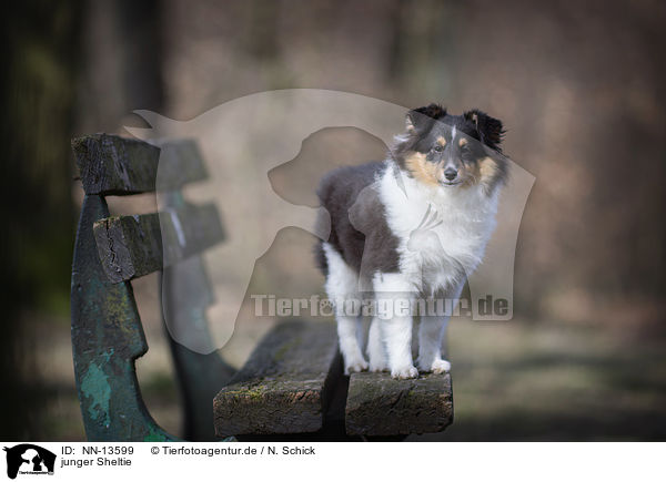 junger Sheltie / young Shetland Sheepdog / NN-13599