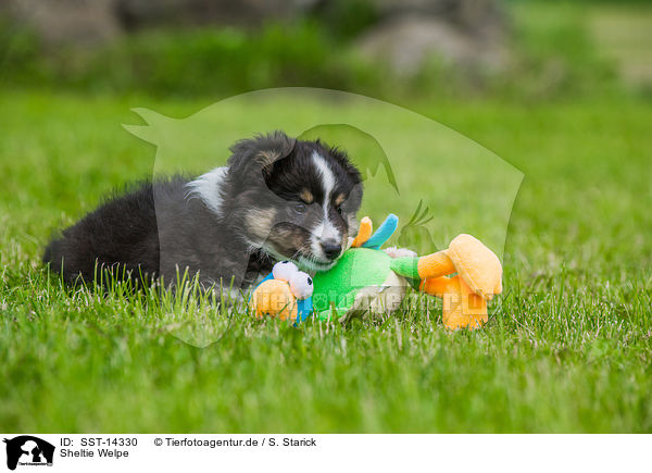 Sheltie Welpe / Shetland Sheepdog Puppy / SST-14330