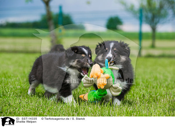 Sheltie Welpen / Shetland Sheepdog Puppies / SST-14335