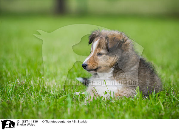 Sheltie Welpe / Shetland Sheepdog Puppy / SST-14336