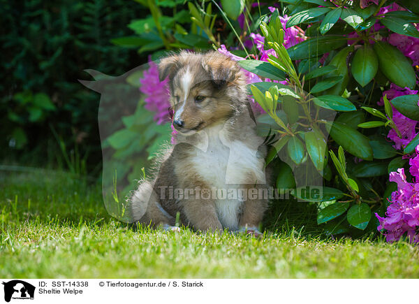 Sheltie Welpe / Shetland Sheepdog Puppy / SST-14338