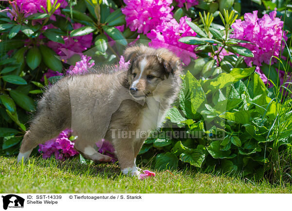 Sheltie Welpe / Shetland Sheepdog Puppy / SST-14339