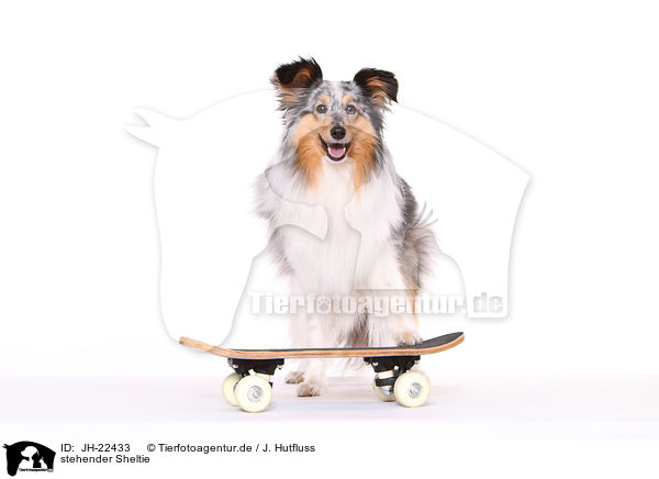 stehender Sheltie / standing Shetland Sheepdog / JH-22433